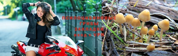 дживик Белокуриха